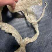 ヒメ日記 2025/02/06 01:28 投稿 花菜子 バッキンガム