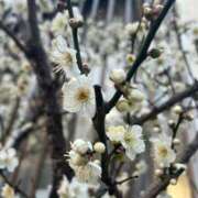 ヒメ日記 2025/02/17 21:10 投稿 花菜子 バッキンガム