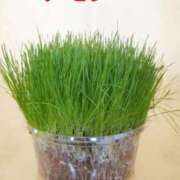 ヒメ日記 2025/04/18 21:00 投稿 花菜子 バッキンガム