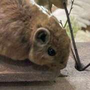 ヒメ日記 2025/04/20 21:08 投稿 花菜子 バッキンガム