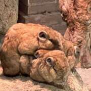 ヒメ日記 2025/04/21 21:21 投稿 花菜子 バッキンガム