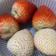 ヒメ日記 2026/01/29 21:07 投稿 ルル Grace東京