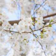 ヒメ日記 2025/04/07 04:10 投稿 とあ One More奥様 大宮店