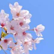 ヒメ日記 2025/04/02 16:38 投稿 さら Wonder7 (ワンダー7)