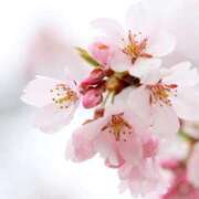 ヒメ日記 2025/04/05 17:46 投稿 さら Wonder7 (ワンダー7)