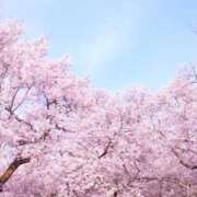 ヒメ日記 2025/04/15 14:52 投稿 さら Wonder7 (ワンダー7)