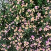 ヒメ日記 2025/05/24 17:50 投稿 ゆい 花影（かえい）