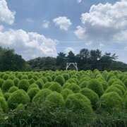 ヒメ日記 2025/07/24 17:52 投稿 ゆい 花影（かえい）