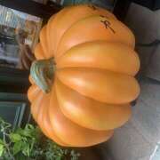 ヒメ日記 2025/10/15 18:44 投稿 ゆい 花影（かえい）