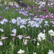 ヒメ日記 2026/06/10 17:57 投稿 ゆい 花影（かえい）