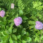 ゆい 出勤( ´⤙`⸝⸝ ) 花影（かえい）