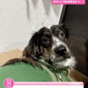 ヒメ日記 2025/02/05 00:28 投稿 はるね 長野権堂更埴ちゃんこ