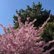 桜音あいる さくら〜🌸 奴隷志願！変態調教飼育クラブ本店