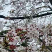 桜音あいる 春だ〜❕🌸 奴隷志願！変態調教飼育クラブ本店