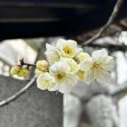 桜井 出勤してます 熟女の風俗最終章　鶯谷店