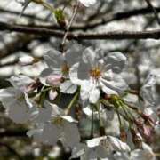 ヒメ日記 2026/03/24 14:56 投稿 桜井 熟女の風俗最終章　鶯谷店