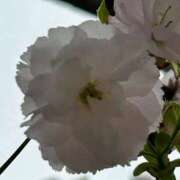 ヒメ日記 2026/04/09 16:26 投稿 桜井 熟女の風俗最終章　鶯谷店