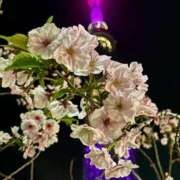 ヒメ日記 2026/04/14 13:36 投稿 桜井 熟女の風俗最終章　鶯谷店