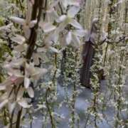 ヒメ日記 2026/02/05 12:26 投稿 えま カワサキEROTIC（ソープランド）