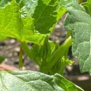 ヒメ日記 2025/04/02 14:53 投稿 みゆう アラモード