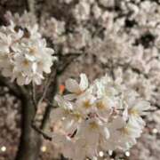 ヒメ日記 2025/04/17 16:20 投稿 しおん スチュワーデス