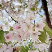 ヒメ日記 2026/04/01 12:01 投稿 しおん スチュワーデス