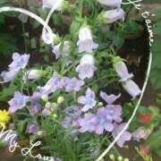 ヒメ日記 2025/02/22 10:56 投稿 豊田せりか 五十路マダム静岡店（カサブランカG）