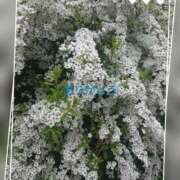 ヒメ日記 2025/05/25 09:50 投稿 豊田せりか 五十路マダム静岡店（カサブランカG）