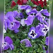 ヒメ日記 2025/05/25 09:58 投稿 豊田せりか 五十路マダム静岡店（カサブランカG）