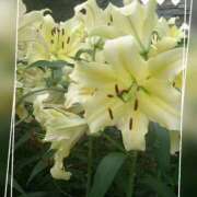 豊田せりか ありがとう 五十路マダム静岡店（カサブランカG）