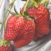 ヒメ日記 2026/02/17 11:15 投稿 宝生雫 ローテンブルク