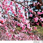 ヒメ日記 2026/03/02 10:09 投稿 宝生雫 ローテンブルク