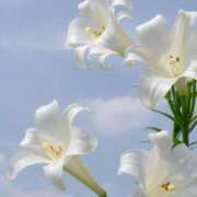 ヒメ日記 2026/03/11 19:57 投稿 宝生雫 ローテンブルク