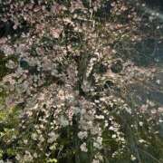 ヒメ日記 2026/04/02 23:02 投稿 宝生雫 ローテンブルク