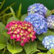 ヒメ日記 2025/05/24 19:14 投稿 雪平奈々 ローテンブルク