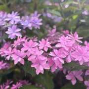 ヒメ日記 2025/06/05 07:05 投稿 雪平奈々 ローテンブルク