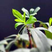 ヒメ日記 2025/08/13 11:33 投稿 雪平奈々 ローテンブルク