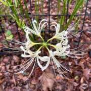 ヒメ日記 2025/09/27 10:04 投稿 雪平奈々 ローテンブルク