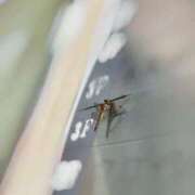 ヒメ日記 2025/10/24 13:34 投稿 雪平奈々 ローテンブルク