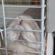 雪平奈々 おやすみ ローテンブルク