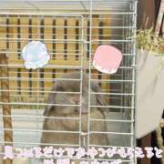 雪平奈々 女の子なのに ローテンブルク