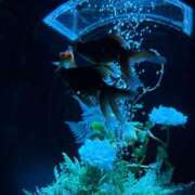 ヒメ日記 2025/12/29 07:46 投稿 雪平奈々 ローテンブルク