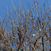 ヒメ日記 2026/01/06 07:49 投稿 雪平奈々 ローテンブルク