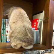 ヒメ日記 2026/01/11 08:17 投稿 雪平奈々 ローテンブルク