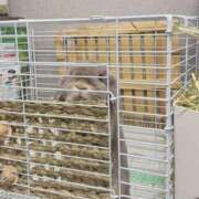 ヒメ日記 2026/01/19 12:35 投稿 雪平奈々 ローテンブルク