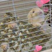 ヒメ日記 2026/02/19 09:04 投稿 雪平奈々 ローテンブルク