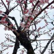 ヒメ日記 2026/03/04 17:52 投稿 雪平奈々 ローテンブルク