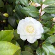 ヒメ日記 2026/03/13 09:33 投稿 雪平奈々 ローテンブルク