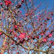 ヒメ日記 2026/03/22 22:11 投稿 雪平奈々 ローテンブルク