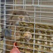 ヒメ日記 2026/04/02 18:29 投稿 雪平奈々 ローテンブルク